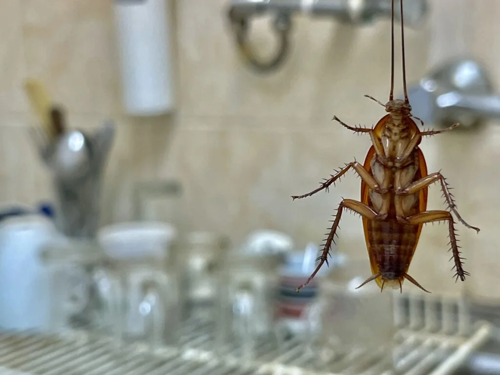 How To Get Rid Of Cockroaches by Protect pest bd