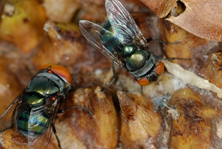How to Get Rid of Flies at Home? Useful Tips & Tricks