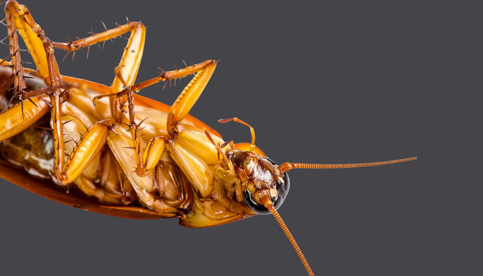 How To Get Rid Of Cockroaches? Save Pest BD