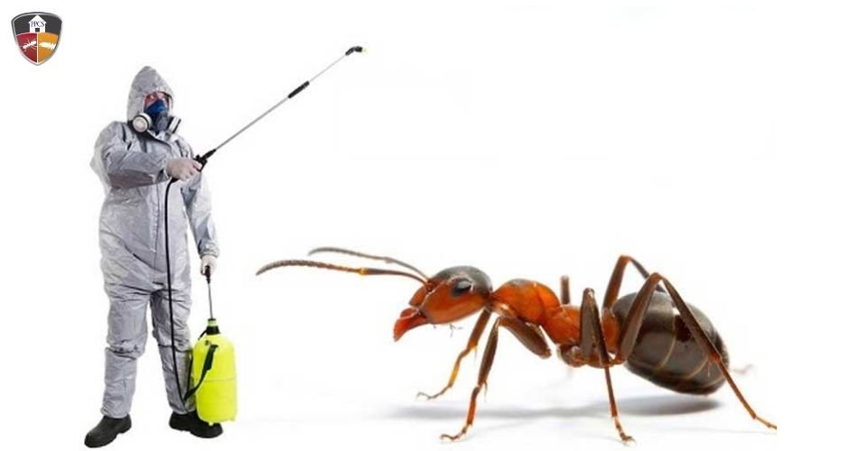 How to Get Rid of Ants at Home? Useful Tips & Tricks