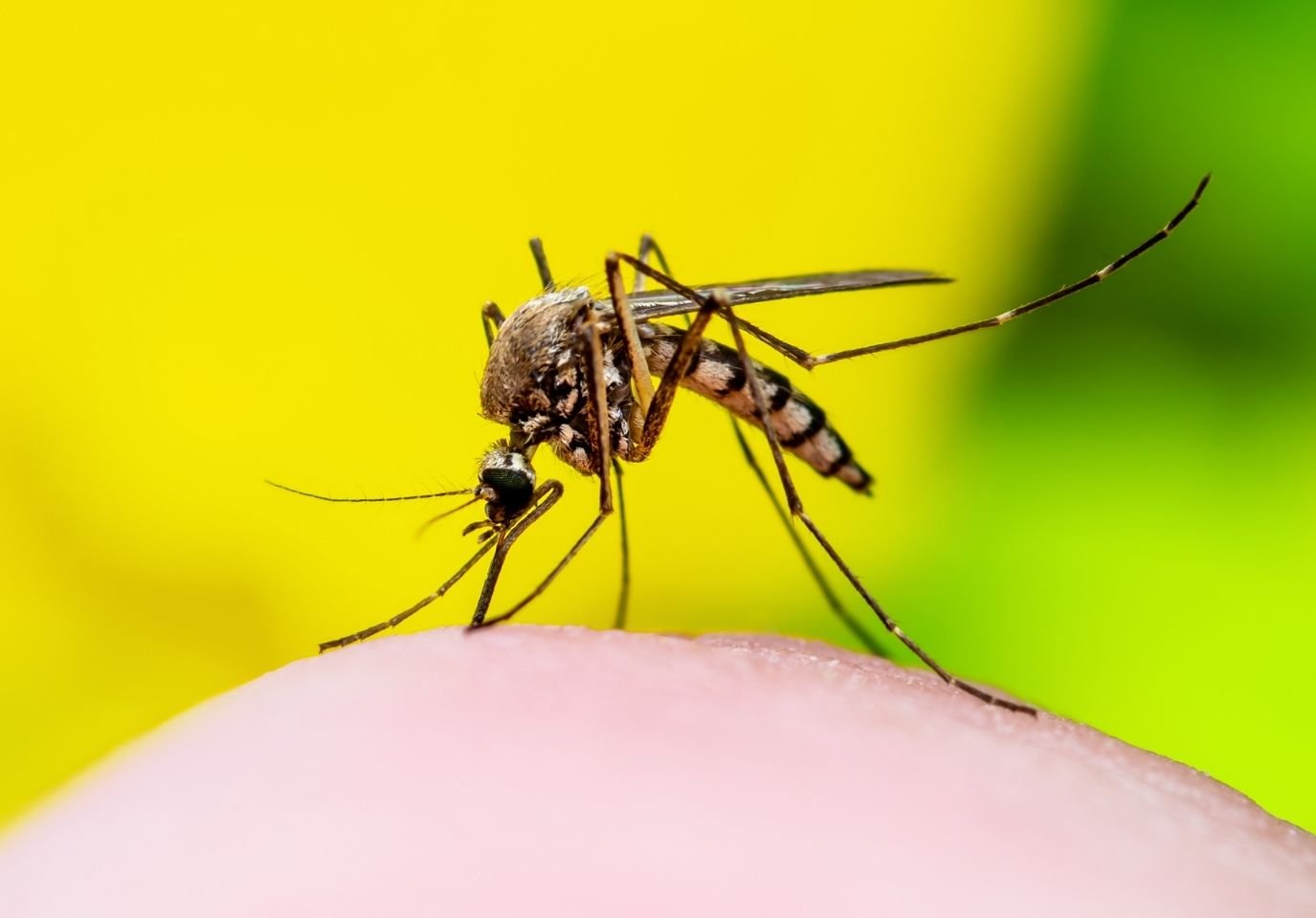 How to Get Rid of Mosquitoes at Home | Effective Mosquito Control Tips
