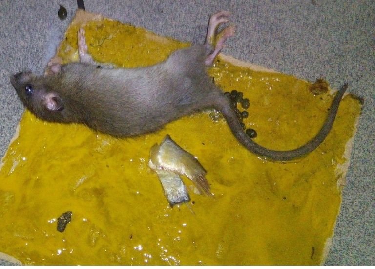 How to Get Rid of Rats? Tips and Tricks by Save Pest BD