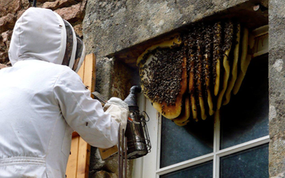 Wasp Control