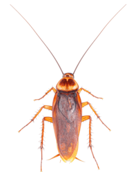 Trusted Cockroach Control Service in Dhaka icon