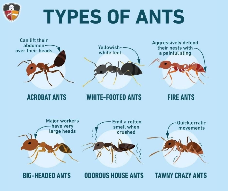 Ant Control image