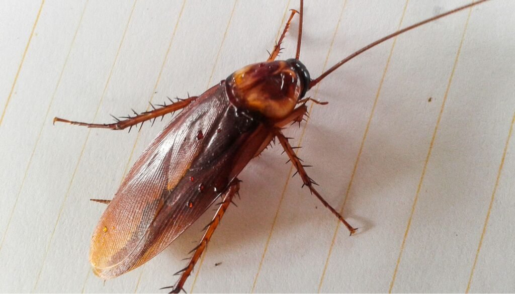 Trusted Cockroach Control Service in Dhaka image