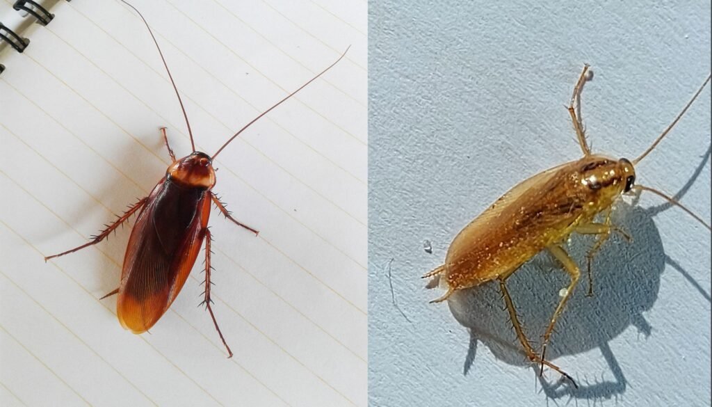 Trusted Cockroach Control Service in Dhaka image