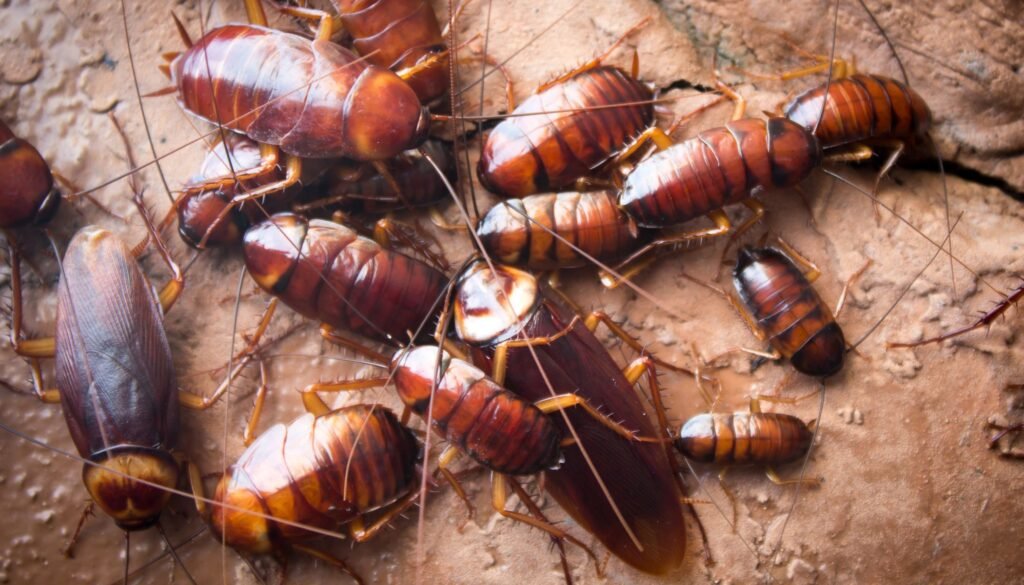 Trusted Cockroach Control Service in Dhaka image