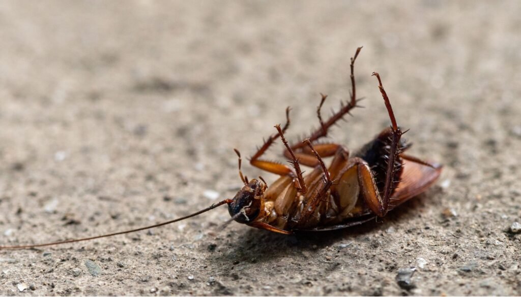 Trusted Cockroach Control Service in Dhaka image