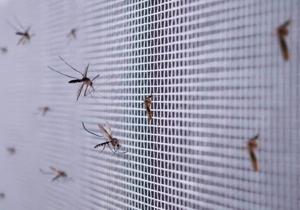 Take Mosquito pest control service in Dhaka, Bangladesh &ndash; professional treatment to prevent malaria and dengue forever