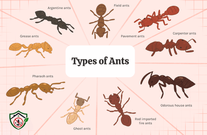 Ant Control image