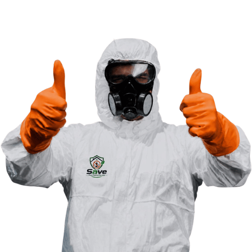Professional Spider & Lizard Control Service in Dhaka | Safe & Guaranteed image