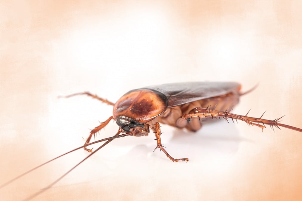 Trusted Cockroach Control Service in Dhaka image