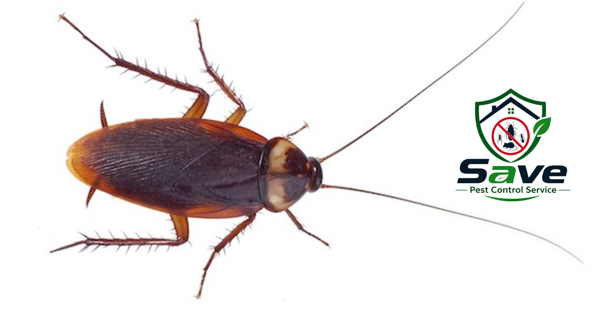 Trusted Cockroach Control Service in Dhaka image