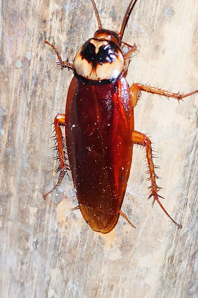 Trusted Cockroach Control Service in Dhaka image