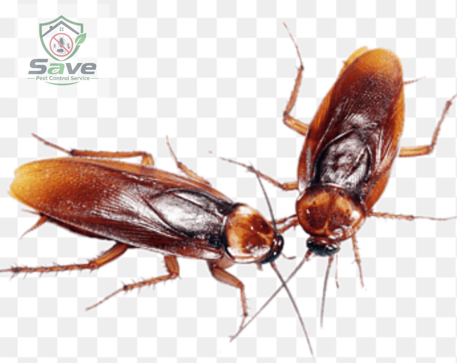 Trusted Cockroach Control Service in Dhaka image