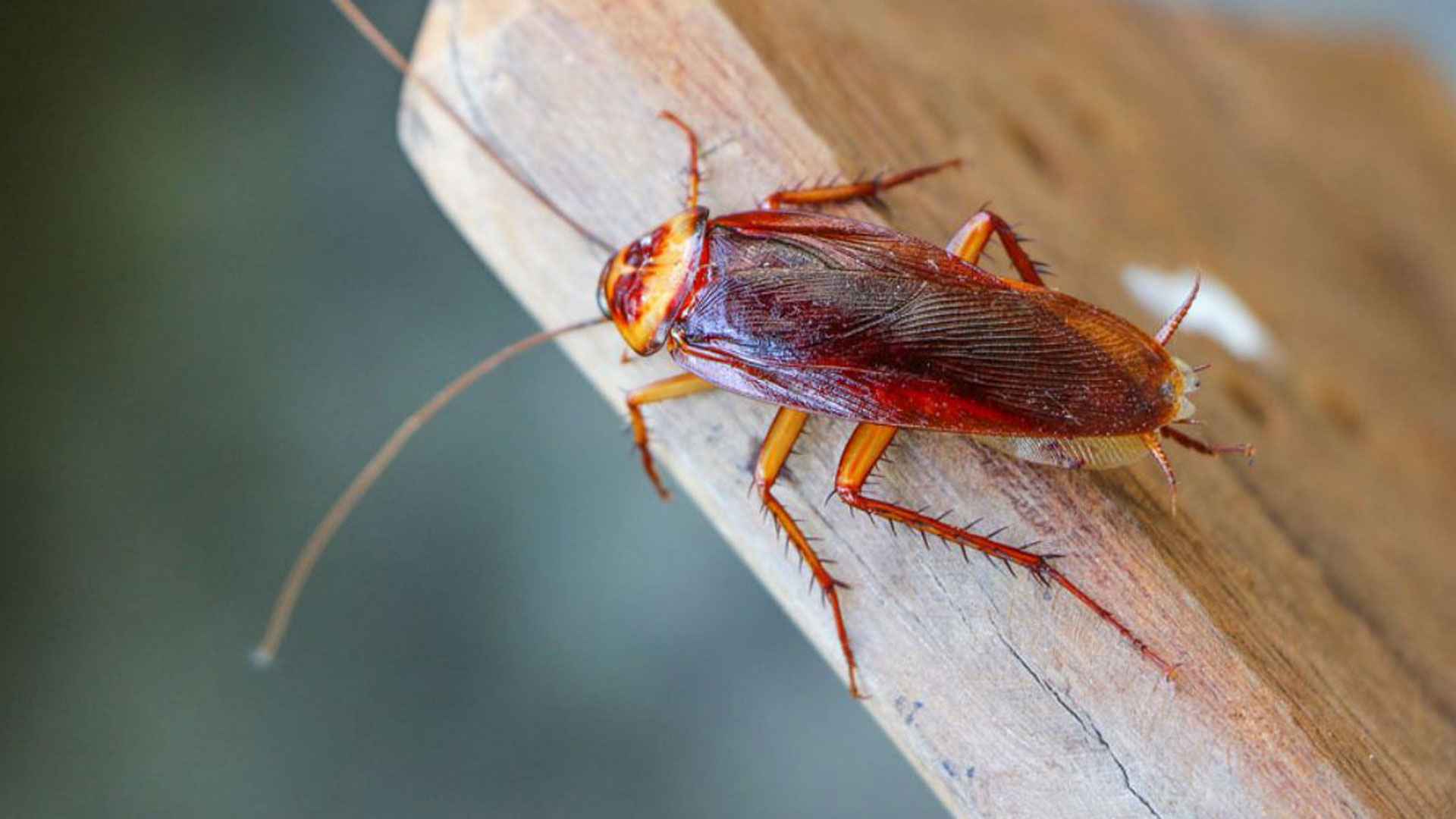 Trusted Cockroach Control Service in Dhaka image