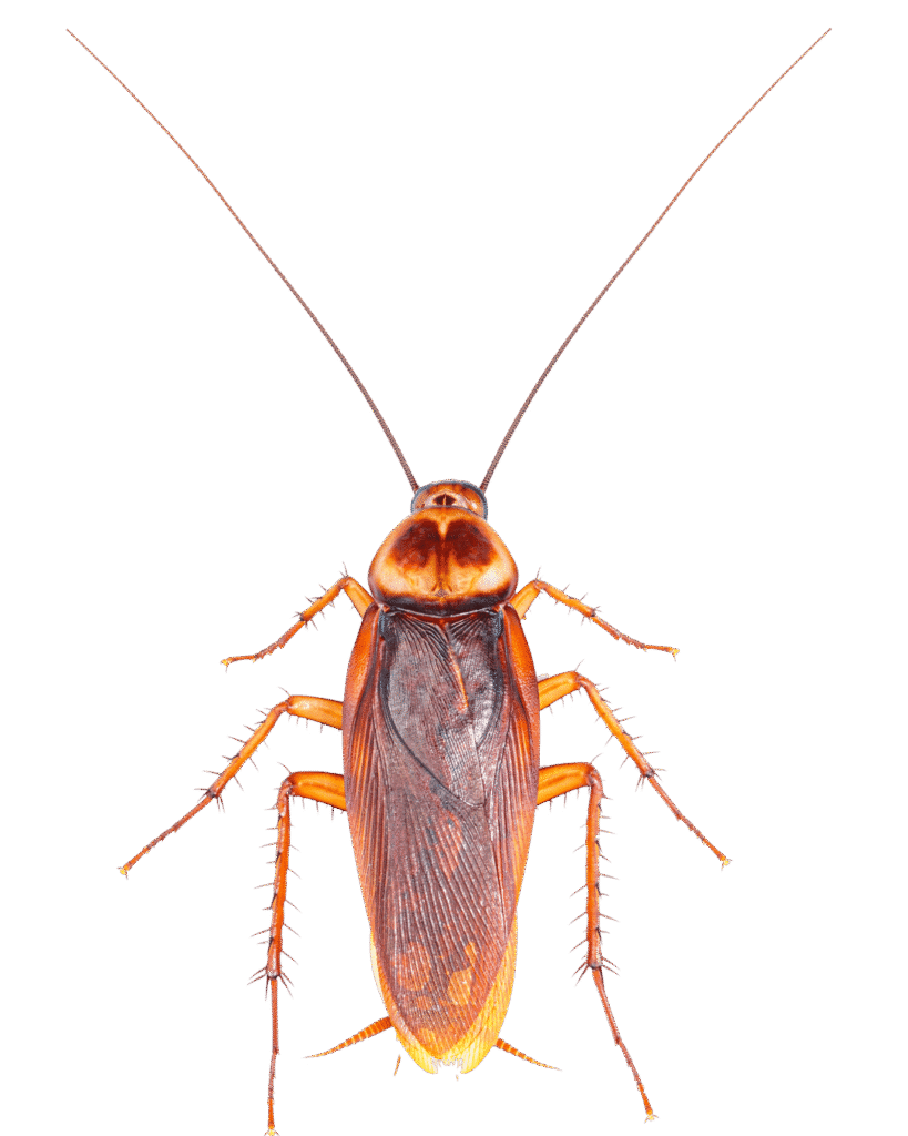 Trusted Cockroach Control Service in Dhaka image