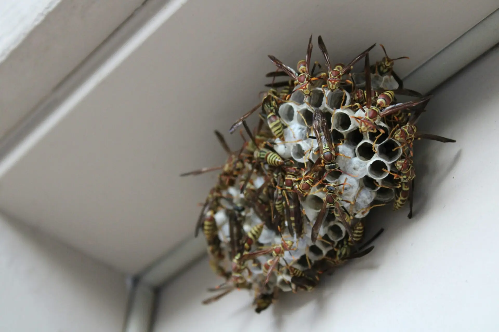 Wasp Control image