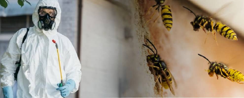 Wasp Control image