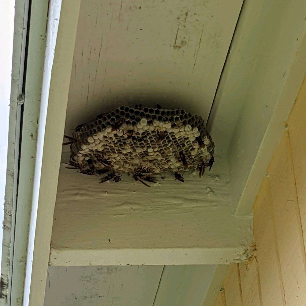 Wasp Control image