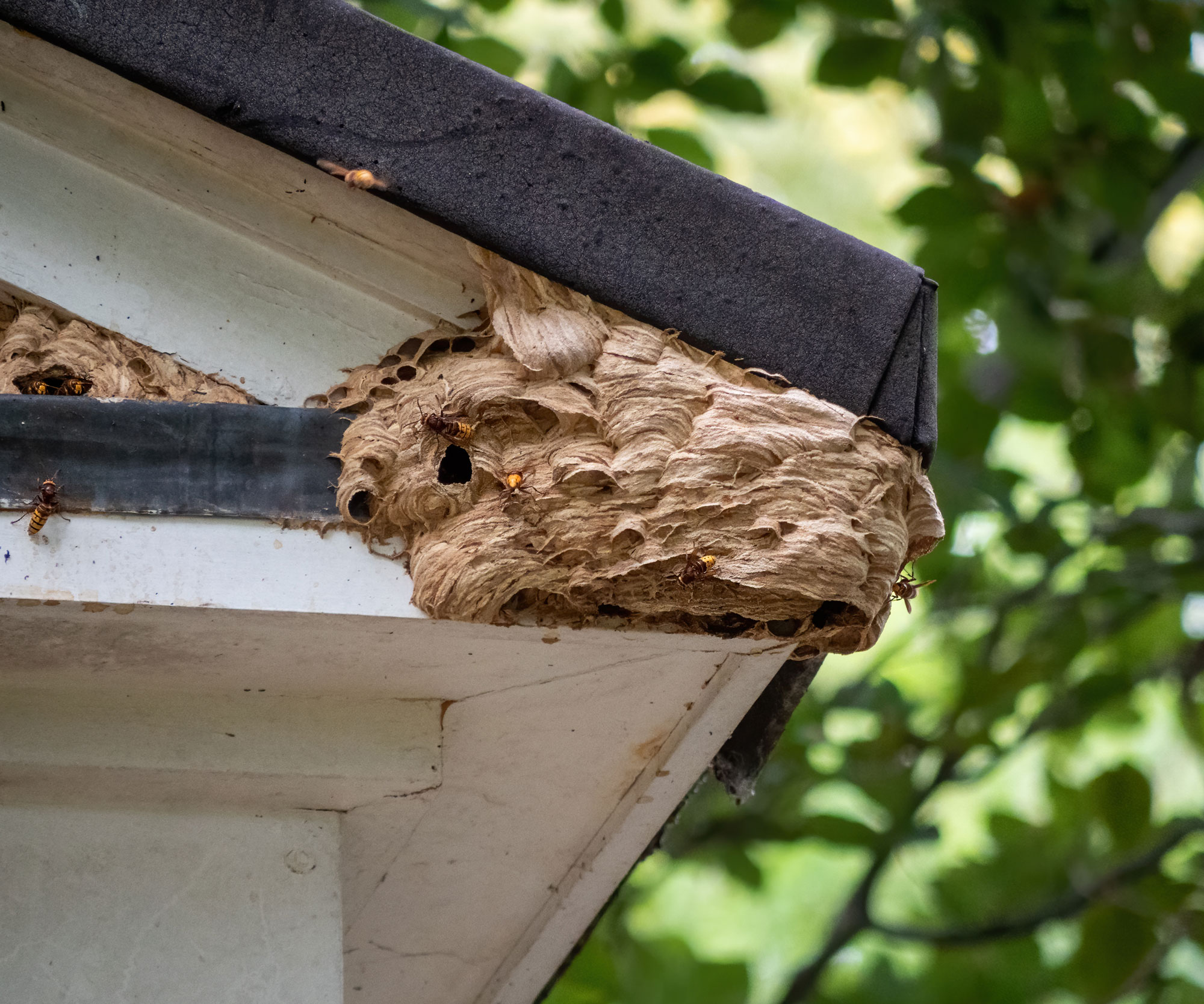 Wasp Control image