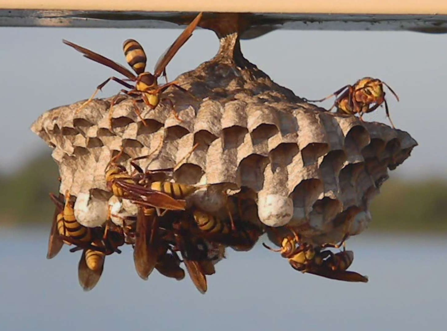 Wasp Control image