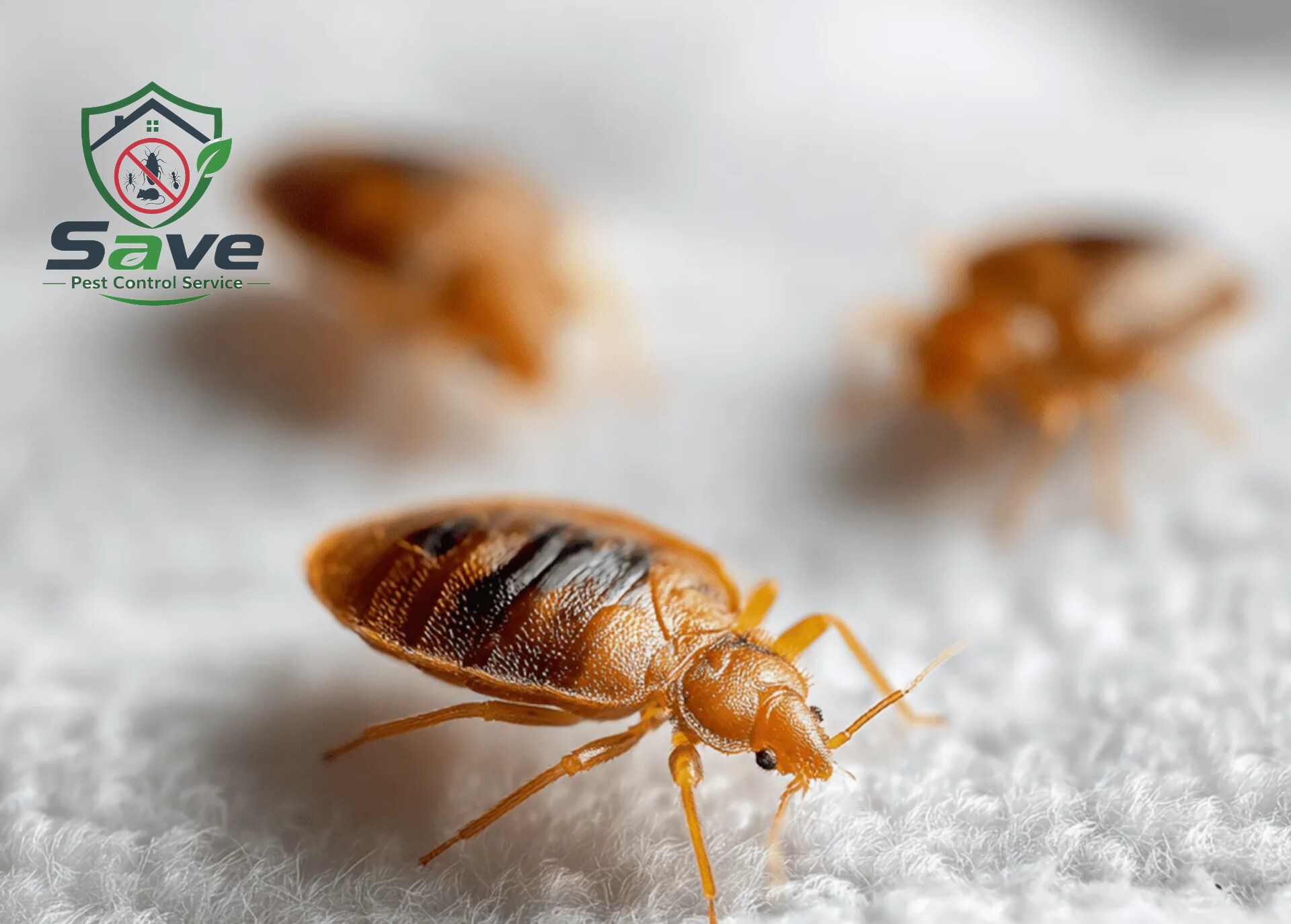Professional Bed Bug Control Service in Dhaka image