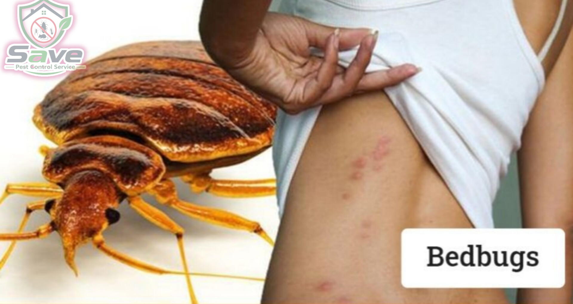 Professional Bed Bug Control Service in Dhaka image