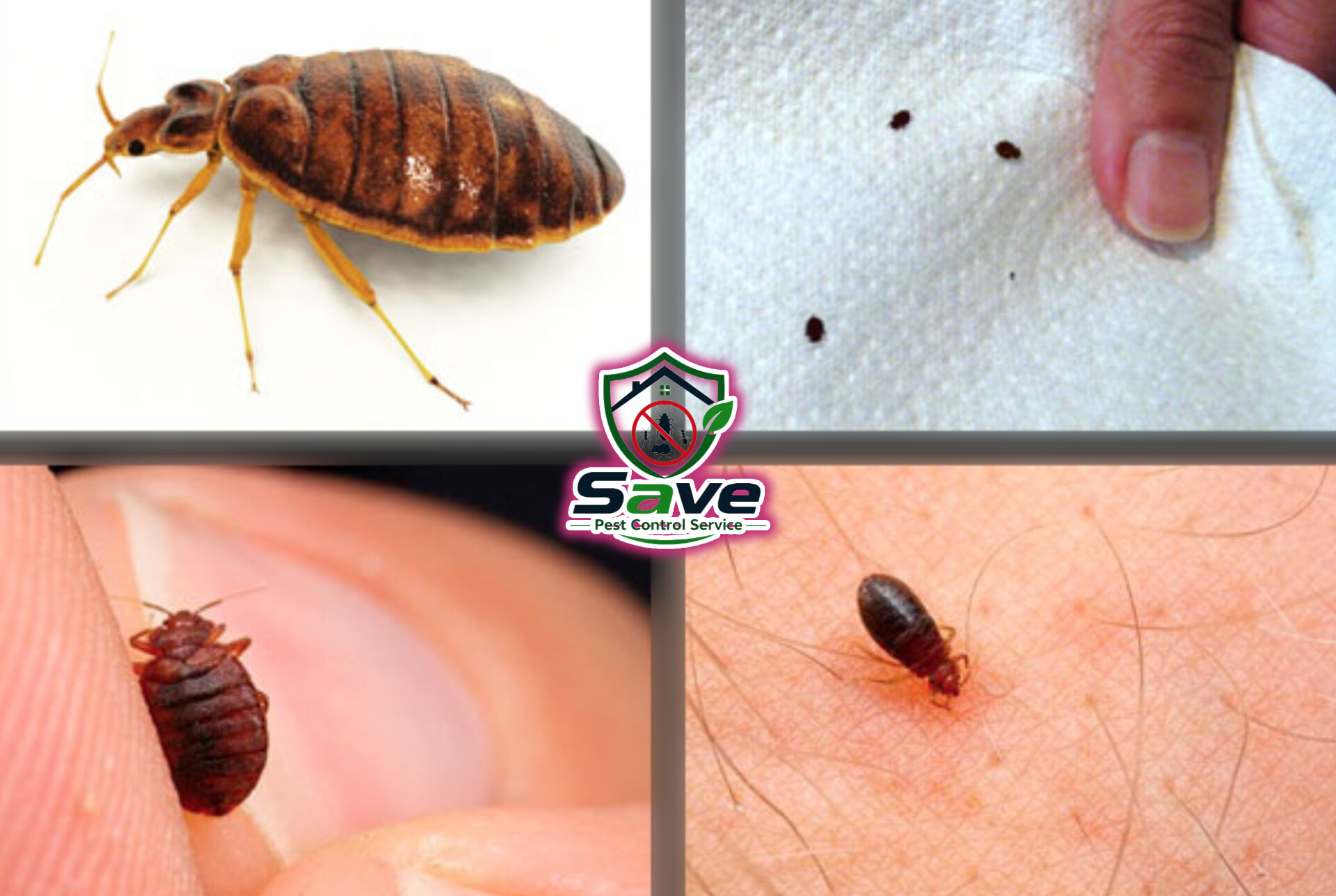 Professional Bed Bug Control Service in Dhaka image