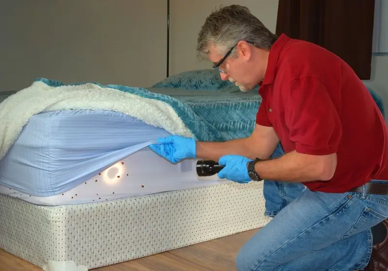 Professional Bed Bug Control Service in Dhaka image