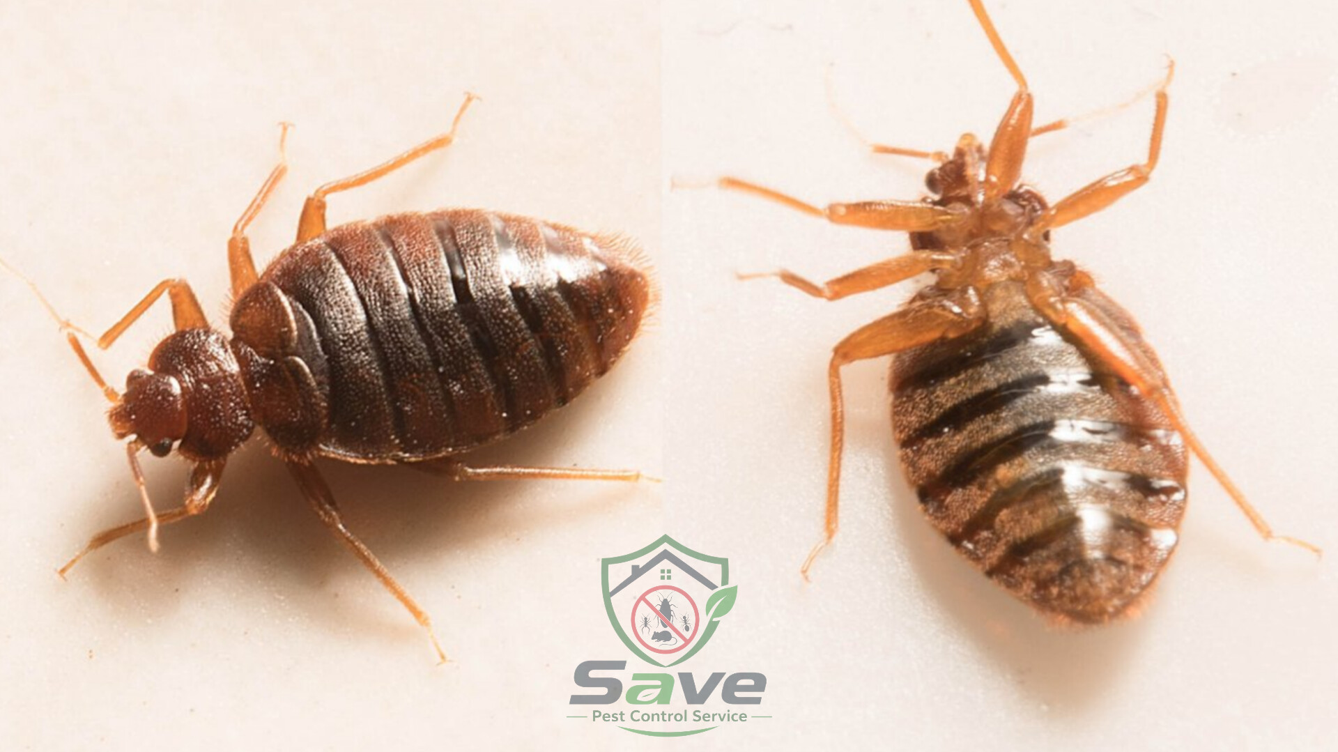 Professional Bed Bug Control Service in Dhaka image