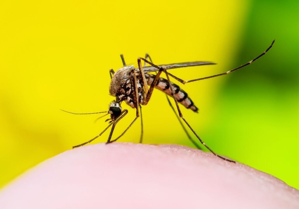 Mosquito Control image