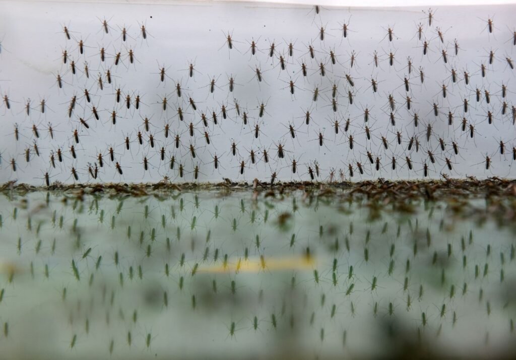 Mosquito Control image