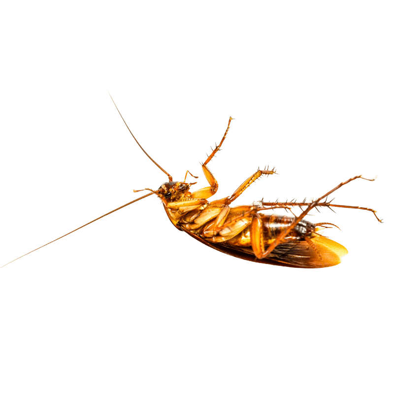 Professional Pest Control Service in Dhaka image