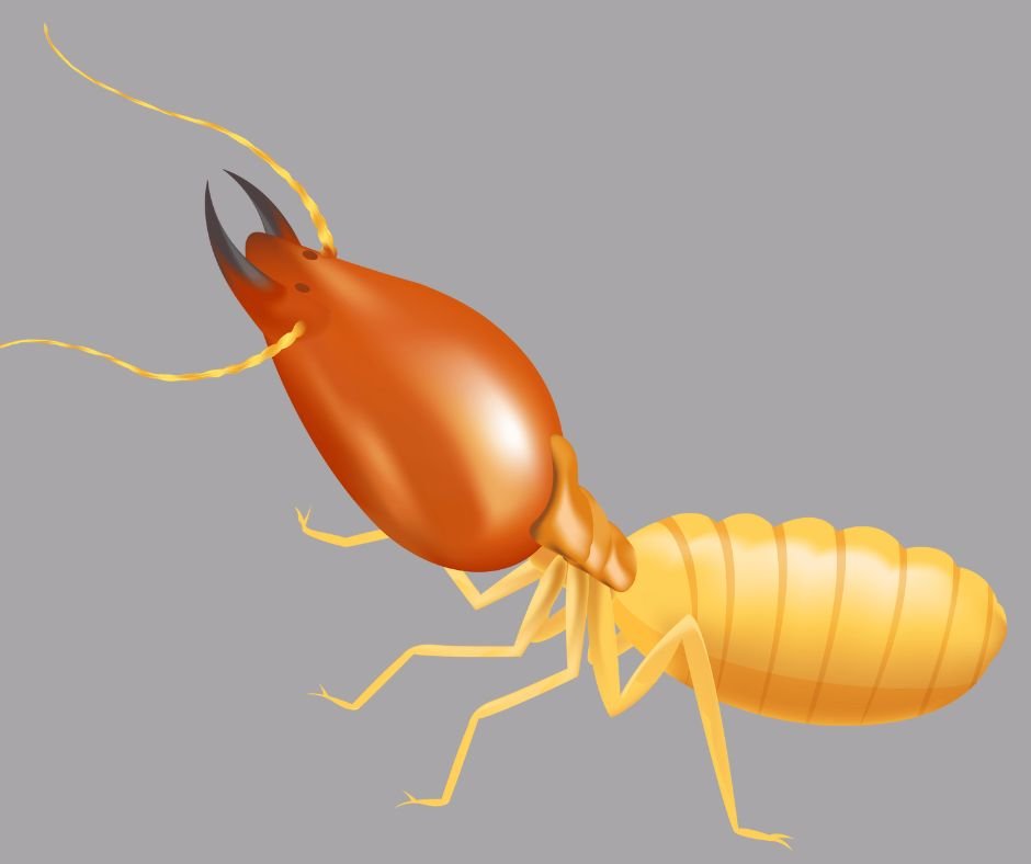 Professional Pest Control Service in Dhaka image