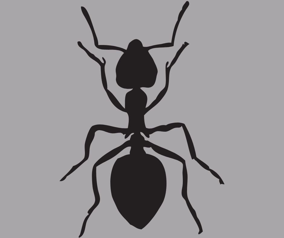 Professional Pest Control Service in Dhaka image