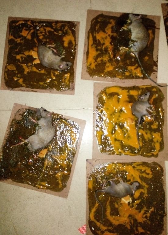Mouse Control image
