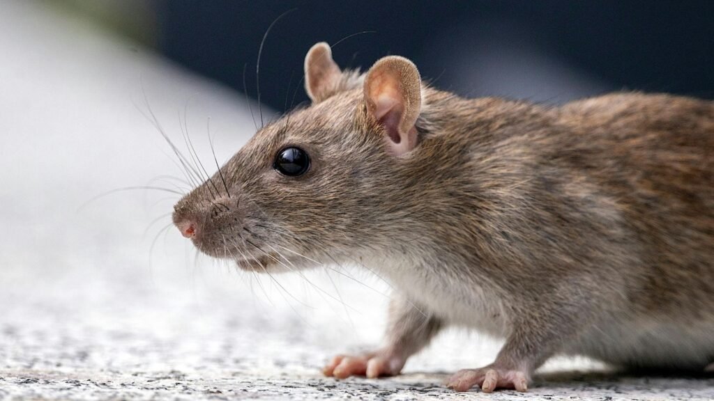 Mouse Control image