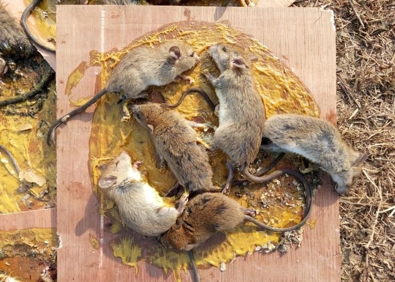 Mouse Control image