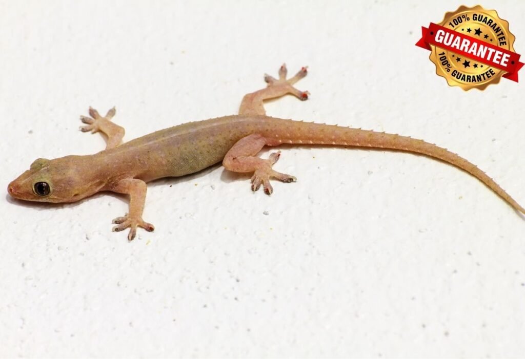 Professional Spider & Lizard Control Service in Dhaka | Safe & Guaranteed image