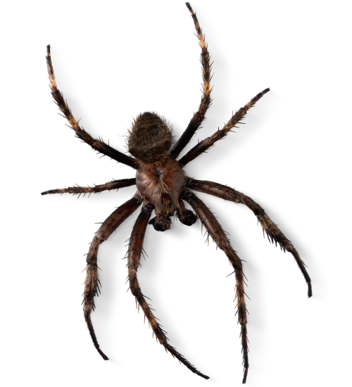Professional Spider & Lizard Control Service in Dhaka | Safe & Guaranteed image