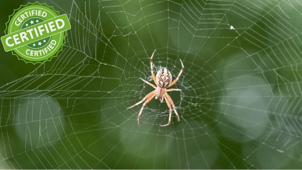 Professional Spider & Lizard Control Service in Dhaka | Safe & Guaranteed