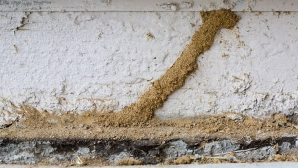 Termite Control image