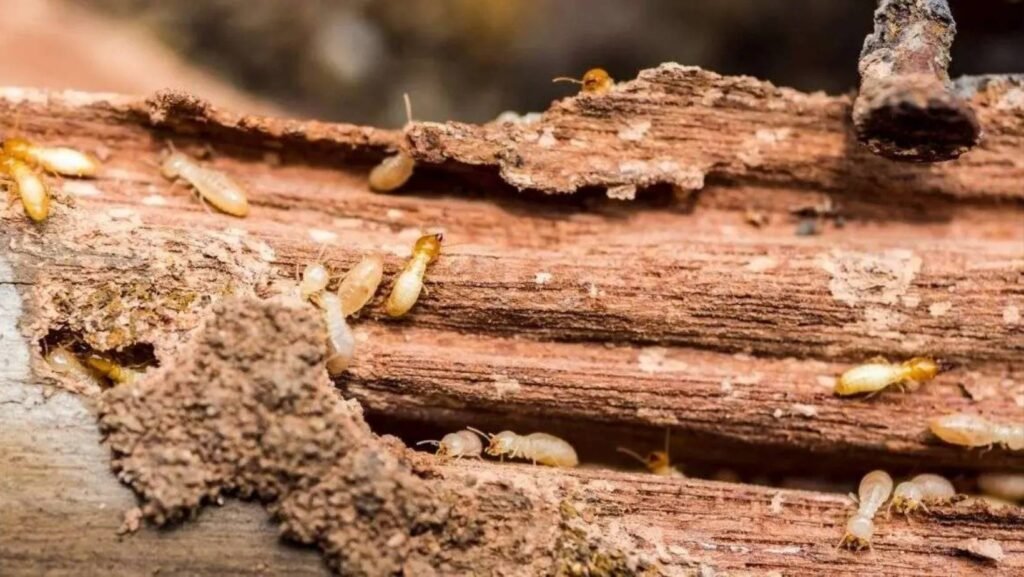 Termite Control image