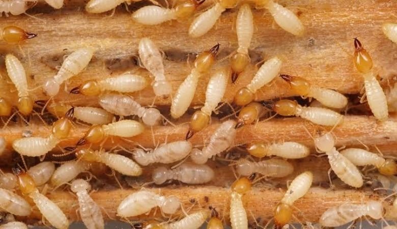 Termite Control image